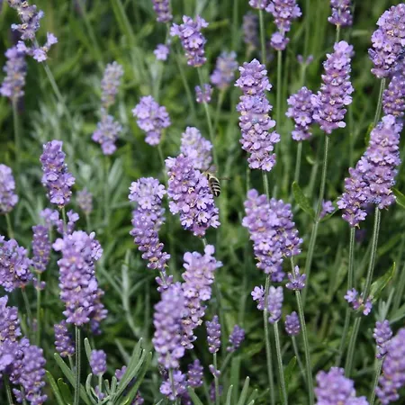 Daire Monteur-/und Diehl Asslar